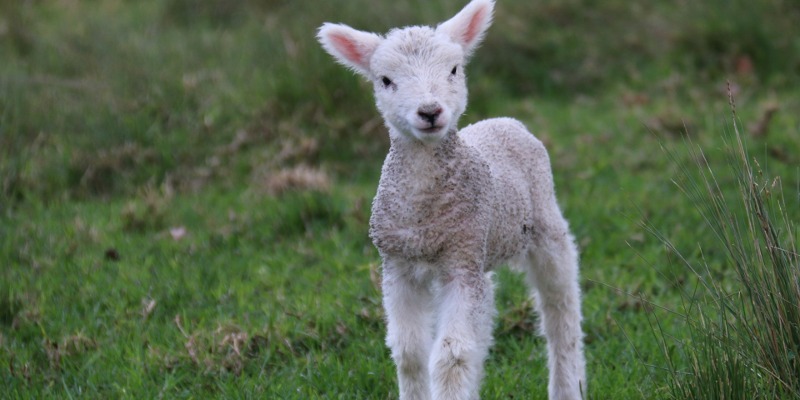 Lamb