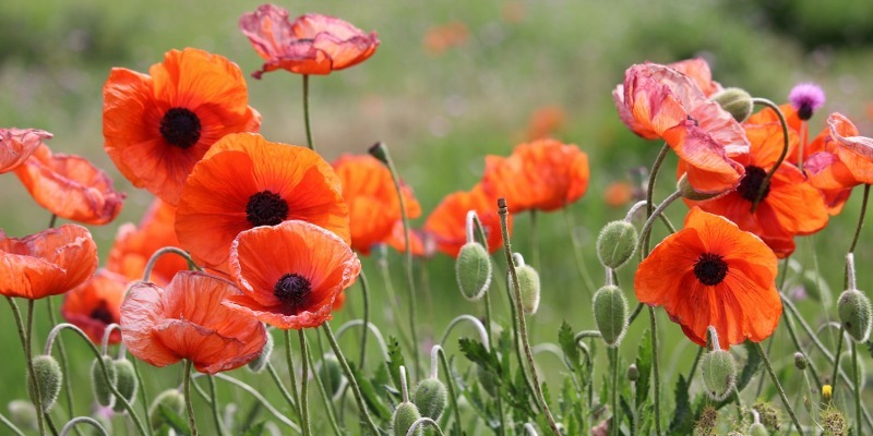 poppies