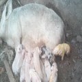 Pigs And Veg