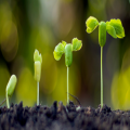 Perseverance